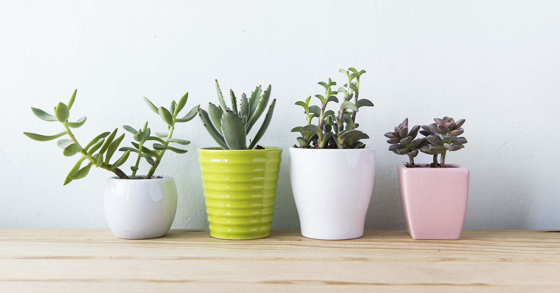 5 Plantas para tener energía positiva en tu casa